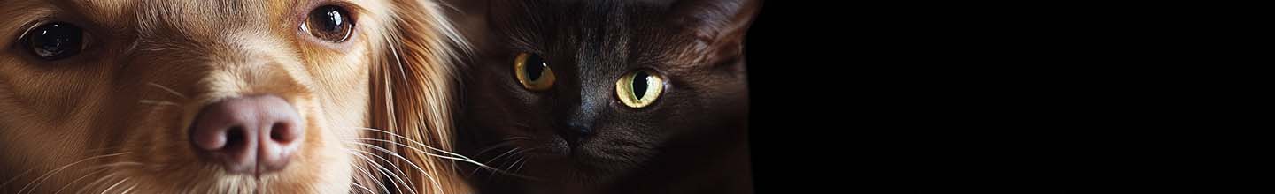 Puis-je faire une bombe anti-puces une pièce à la fois ?