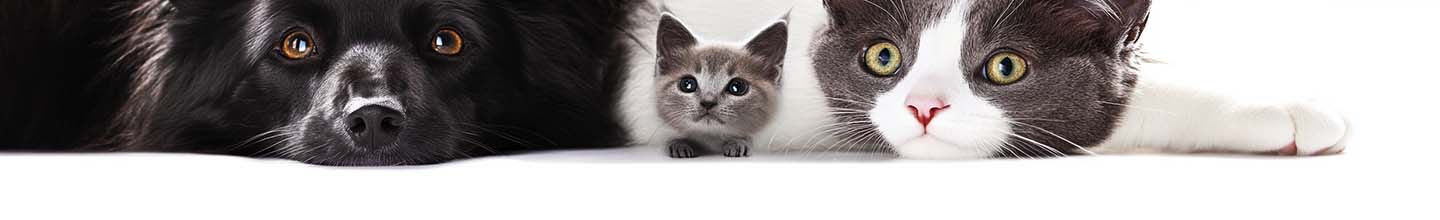 Quel est le meilleur fumigène contre les puces ?