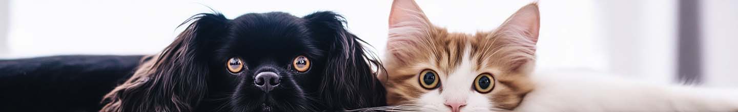 Combien de temps faut-il pour se débarrasser des puces dans votre maison ?