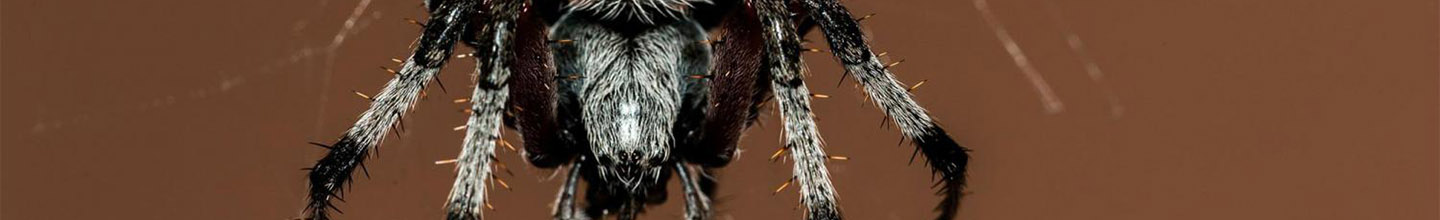 Comment soigner une piq&ucirc;re d'araign&eacute;e ?