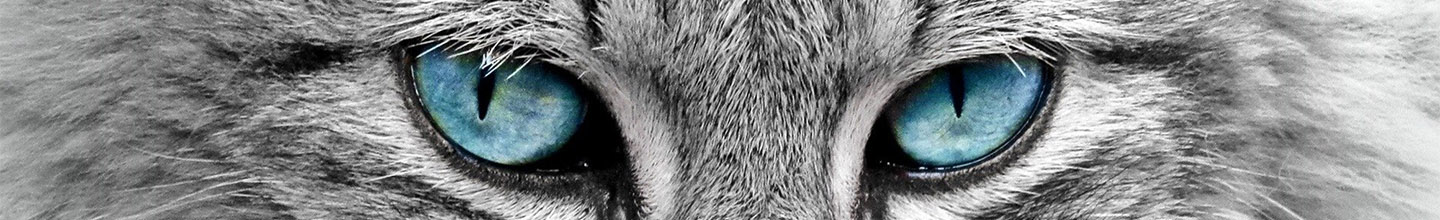 Comment se manifeste une allergie au chat ?