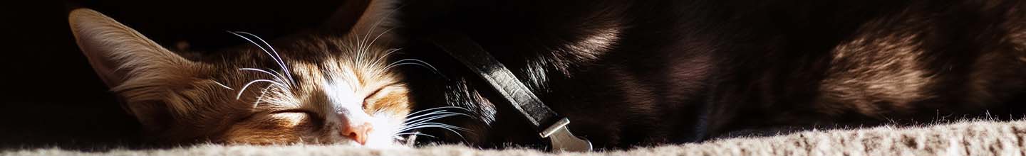 Comment savoir si un vermifuge a &eacute;t&eacute; efficace ?