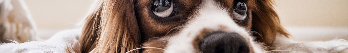 Comment se manifeste une allergie au chien ?