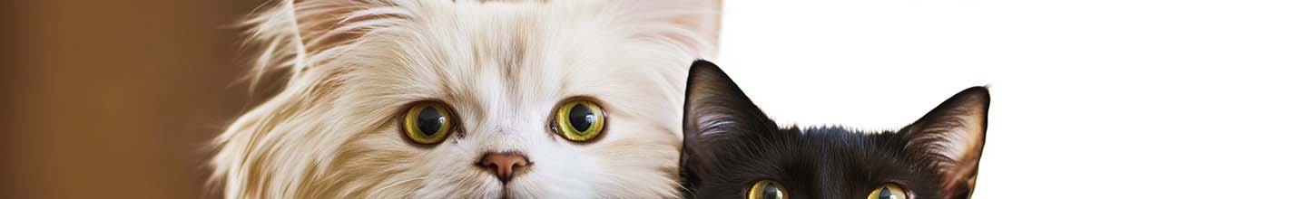 Où Peut-on trouver du vermifuge pour chien ?