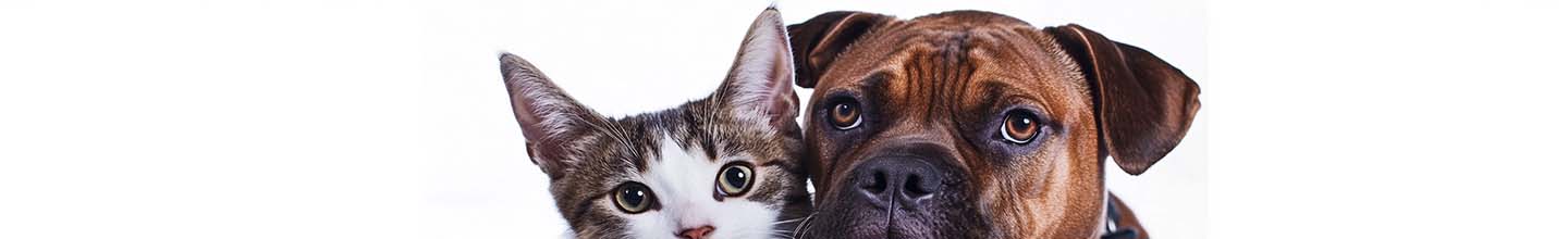 Puis-je me procurer un vermifuge sans aller chez le vétérinaire ?