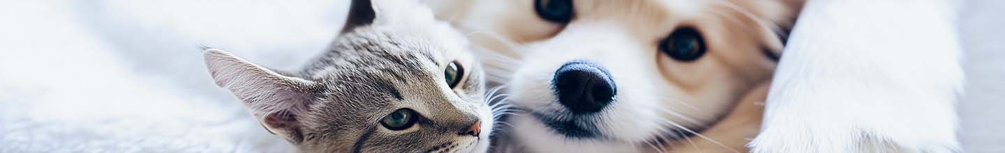 Comment faire un vermifuge pour chien maison ?