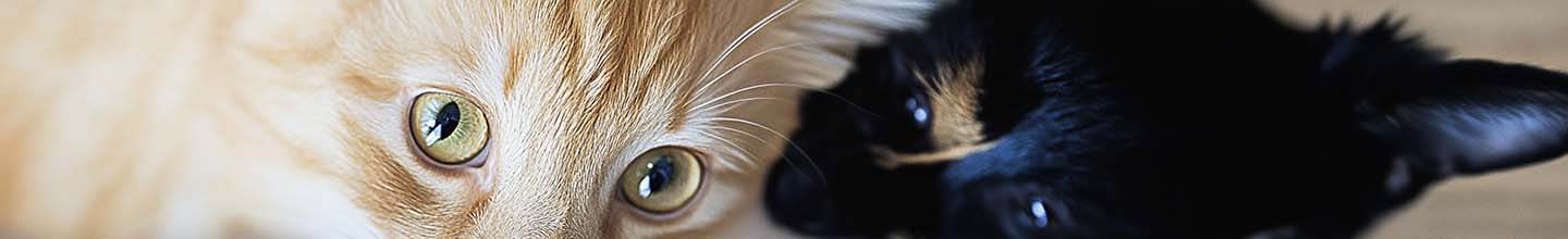 Puis-je vermifuger mon chien sans aller chez le v&eacute;t&eacute;rinaire ?