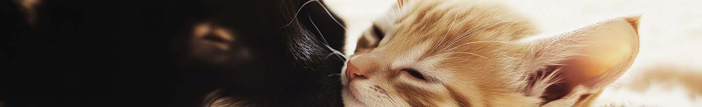 Quel est le vermifuge le plus s&ucirc;r pour chien ?