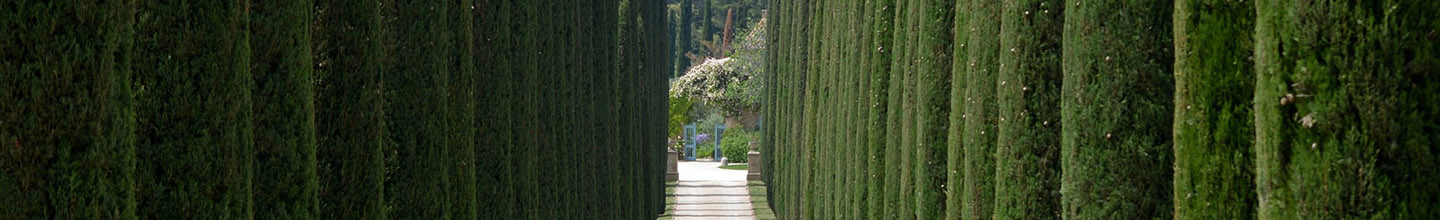 Comment utiliser l'huile essentielle de cypr&egrave;s ?