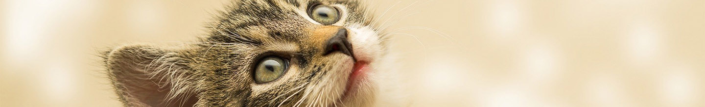 Comment soigner les animaux avec les fleurs de bach ?