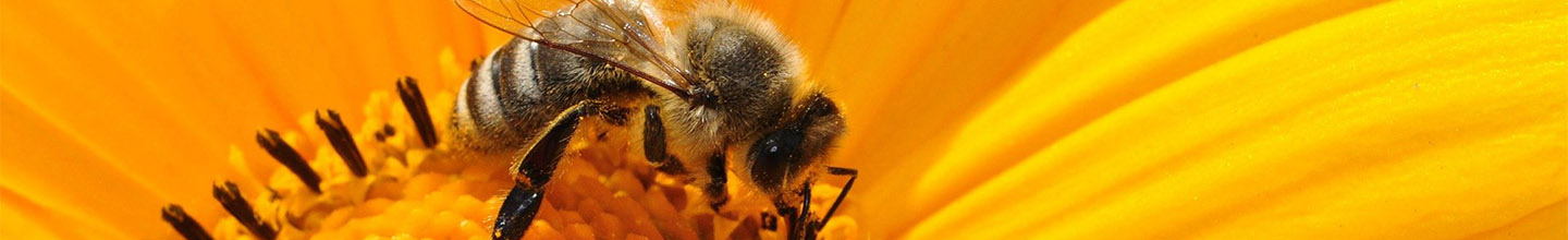 Qu'est ce que la gel&eacute;e royale ?
