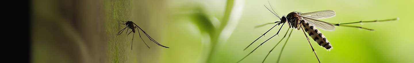 Combien de temps durent les piq&ucirc;res d&rsquo;insectes ?