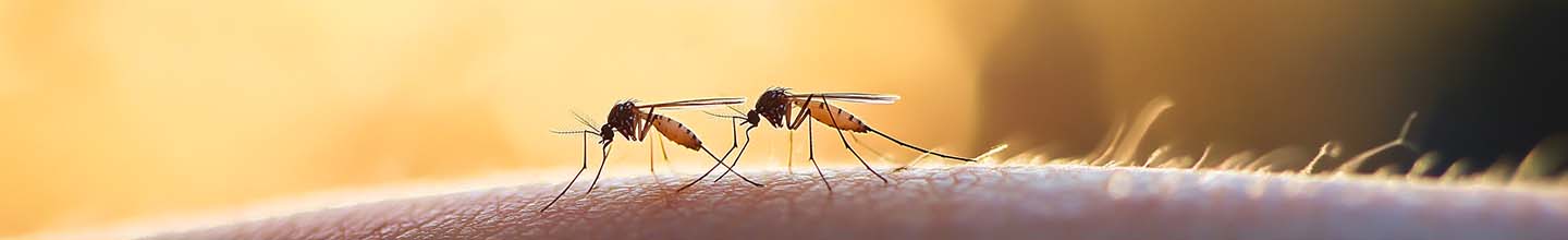 Quel Anti-inflammatoire pour piqûre insecte ?