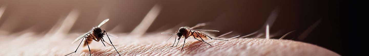 Quel est le meilleur antihistaminique contre les piq&ucirc;res d&rsquo;insectes ?