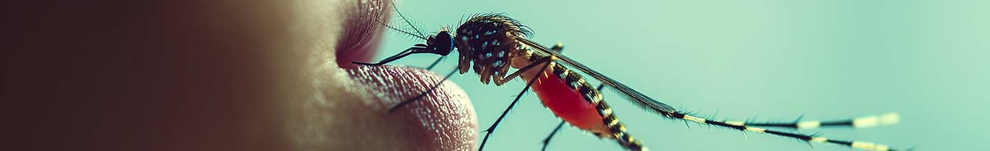 Les autocollants anti-moustiques fonctionnent-ils ?