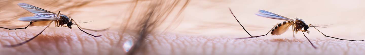 Quel insecte m'a piqu&eacute; la nuit dans le lit ?