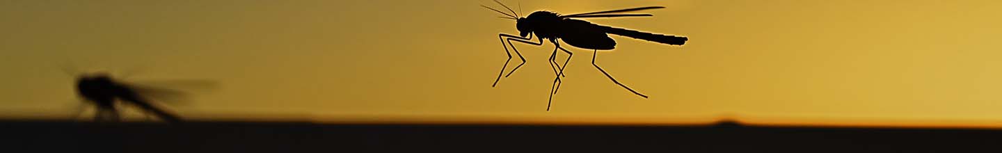 Comment enlever l'enflure d'une piq&ucirc;re d'insecte ?