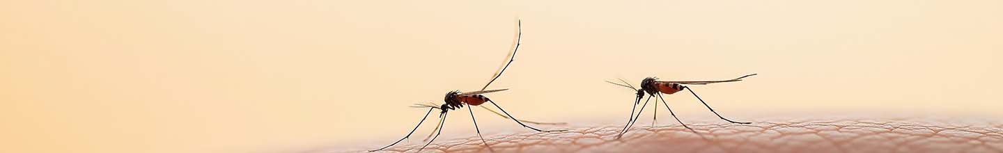 Comment identifier une piq&ucirc;re d'insecte ?