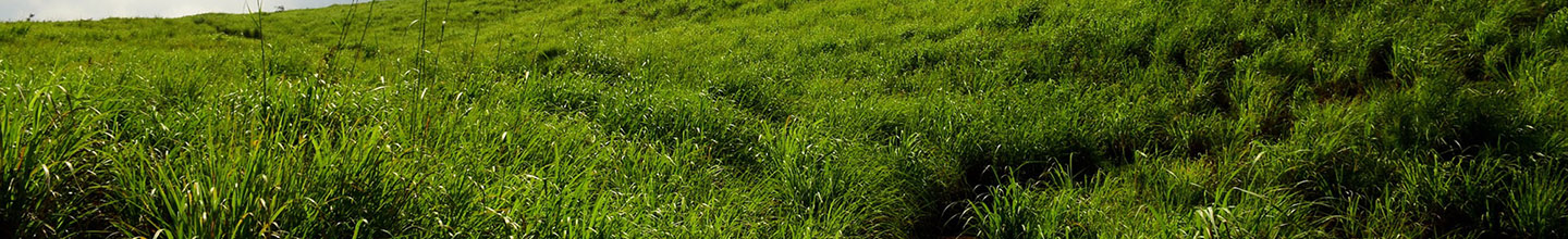 Comment utiliser l’huile essentielle de palmarosa ?