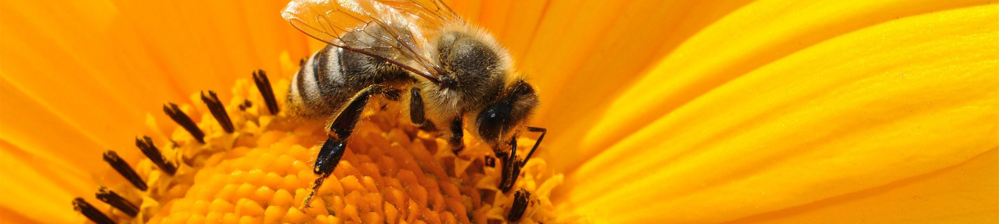 Quand prendre de la propolis ?