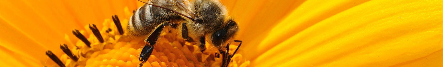 Quels sont les bienfaits de la propolis ?