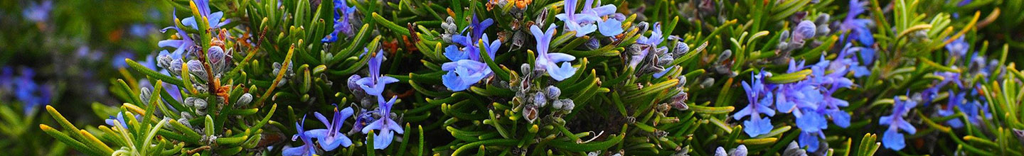 Comment utiliser l'huile essentielle de romarin ?