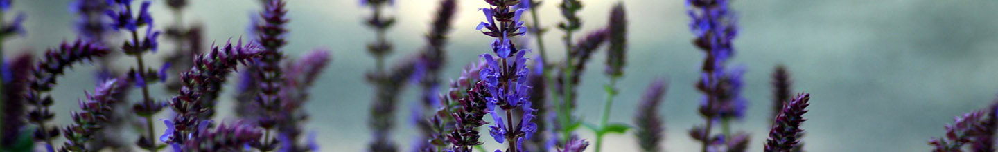 Comment utiliser l&rsquo;huile essentielle de sauge ?