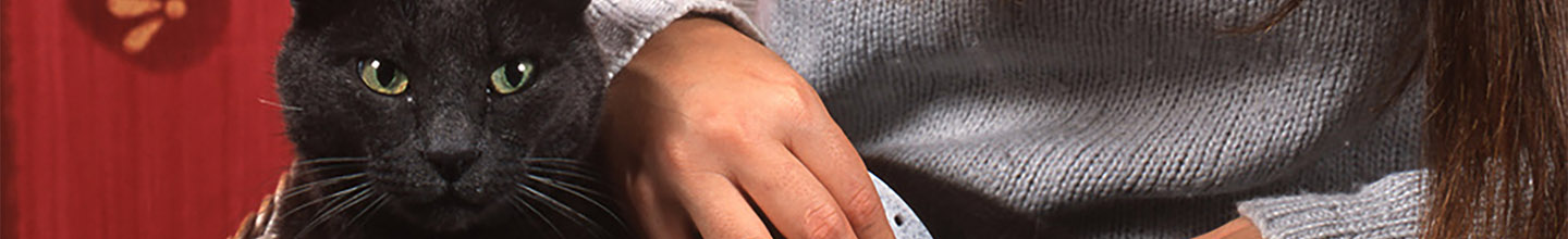 Les tiques&nbsp;: de petites b&ecirc;tes pr&eacute;sentant de grands dangers