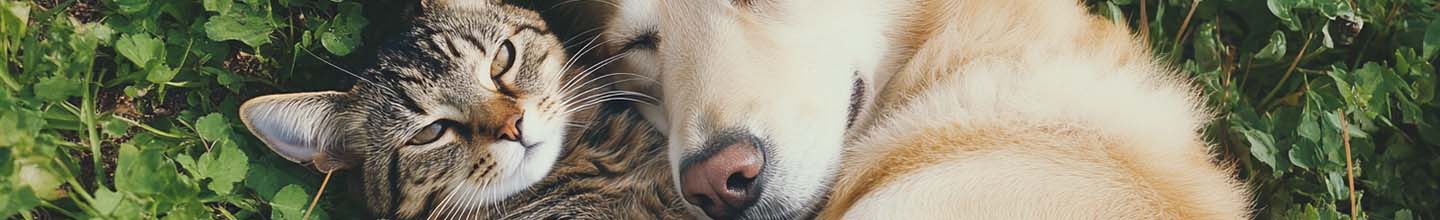 Quel m&eacute;dicament pour le stress du chien ?