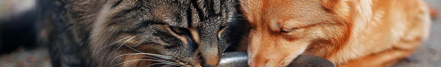 Quand donner cachet Anti-puce chien ?